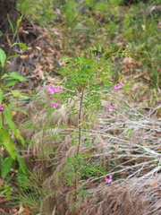 Boronia rivularis