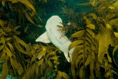 Orectolobus maculatus