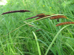 Carex acuta