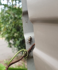 Cosmophasis micarioides