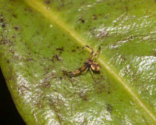 Mecaphesa velata