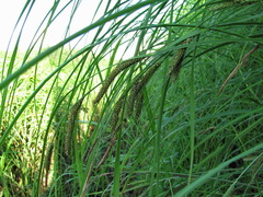 Carex acuta
