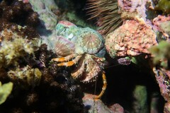 Dardanus pedunculatus