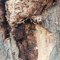 Crematogaster nawai