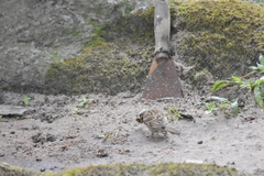 Passer montanus malaccensis