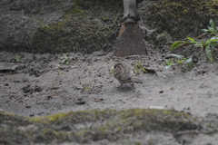 Passer montanus malaccensis