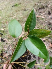 Ficus macrophylla