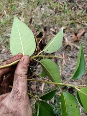 Ficus macrophylla