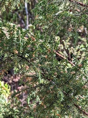 Pultenaea involucrata