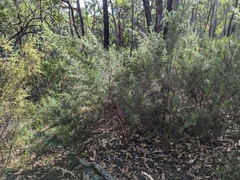 Pultenaea involucrata