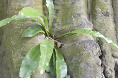 Thamnopteris