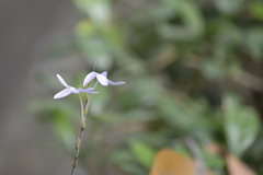 Pseuderanthemum latifolium