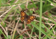 Lycaena salustius
