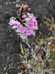 Epidendrum calanthum