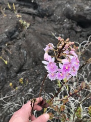 Epidendrum calanthum