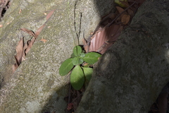 Pseuderanthemum latifolium