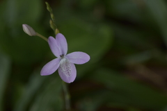 Pseuderanthemum latifolium