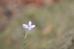 Pseuderanthemum latifolium