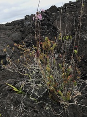 Epidendrum calanthum