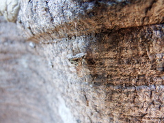 Striglocyrbasia meguae