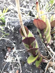 Epidendrum calanthum
