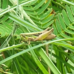 Spathosternum prasiniferum