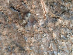 Myopsocidae