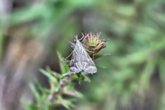 Sedenia rupalis