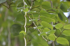 Epipremnum aureum