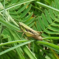 Spathosternum prasiniferum