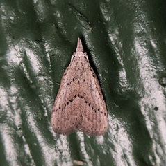 Meganola brunellus