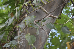 Epipremnum aureum