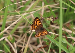 Lycaena salustius