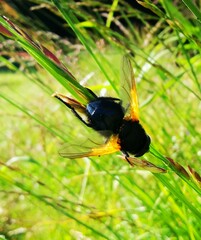 Mesembrina meridiana
