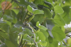 Epipremnum aureum