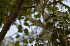 Epipremnum aureum