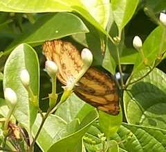 Pantoporia
