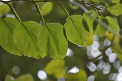 Epipremnum aureum