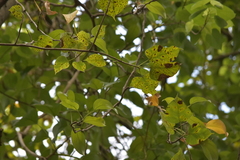 Pseudocercospora