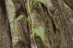 Epipremnum aureum