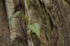 Epipremnum aureum