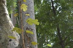 Pterospermum diversifolium
