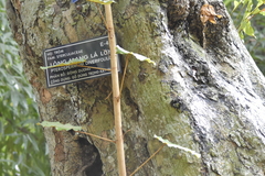 Pterospermum diversifolium