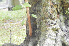 Pterospermum diversifolium