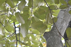 Pterospermum diversifolium