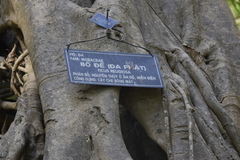 Ficus rumphii