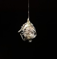 Brachycyttarus griseus