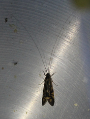 Macrostemum zebratum