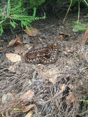 Vipera seoanei