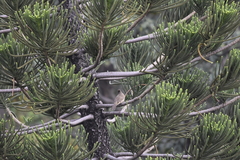 Pycnonotus conradi